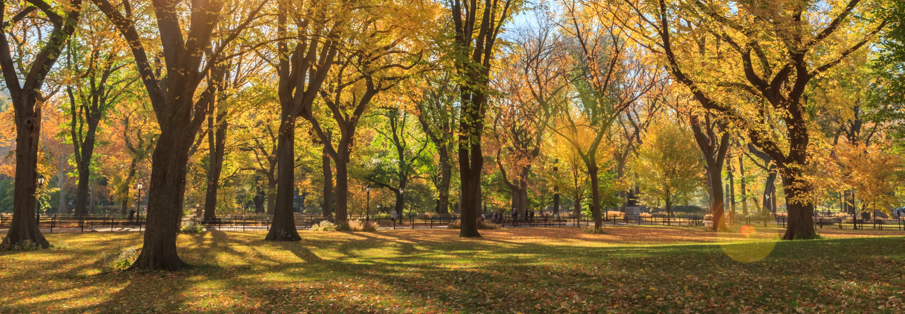Central Park in the fall